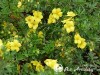 Sidabražolė krūminė 'Double Punch Gold' (lot. Potentilla fruticosa)